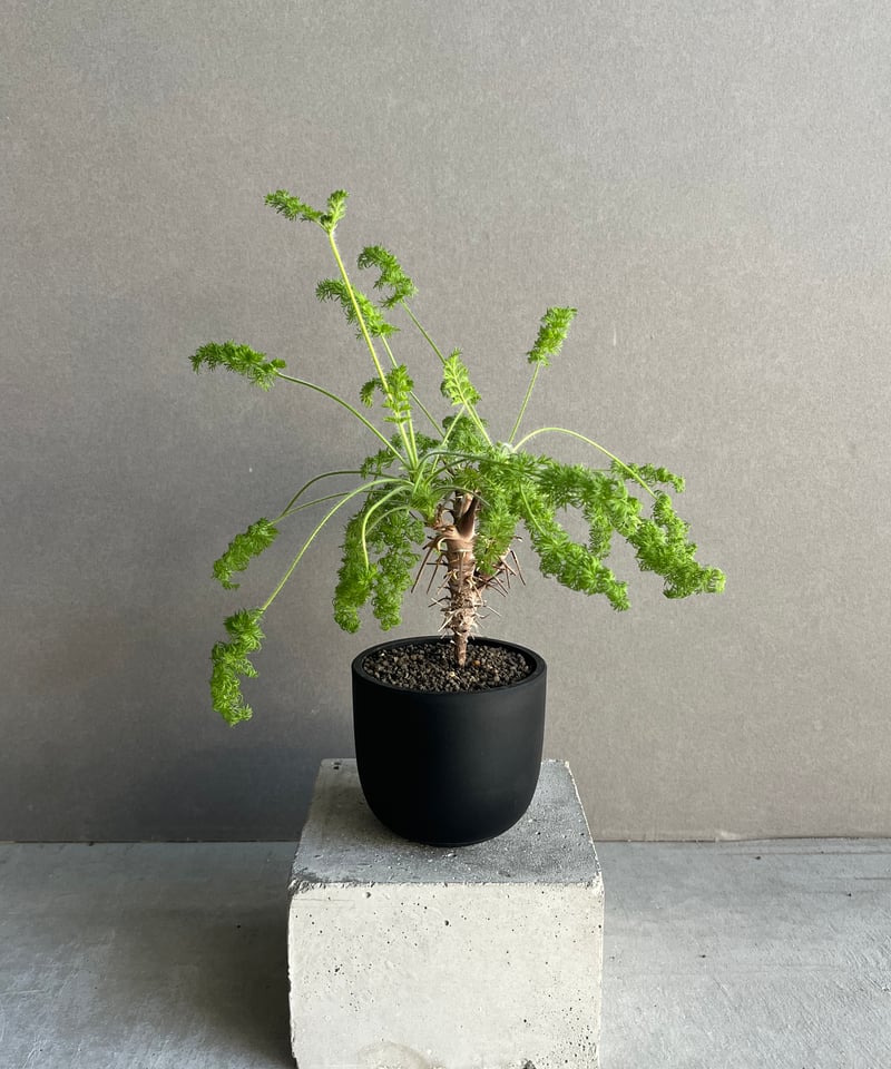 ペラルゴニウム　ヒルツム ペラルゴニウム ヒルツム「Pelargonium hirtum」64N | SHOUCHIKUEN
