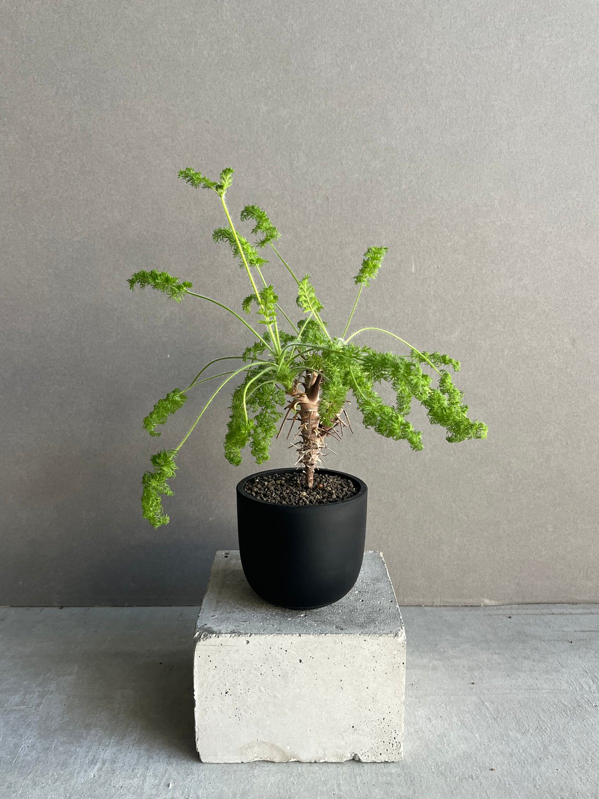 ペラルゴニウム　ヒルツム fit=scale-down,w=1200