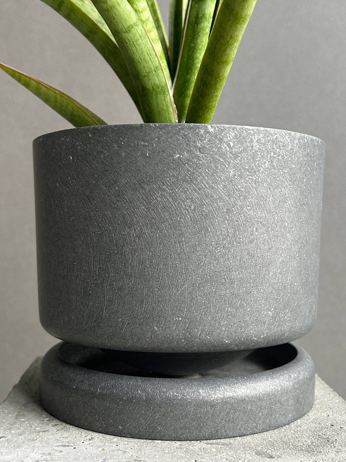 サンセベリア コヨーテ+STAND BY ME POT 「Sansevieria Coyote
