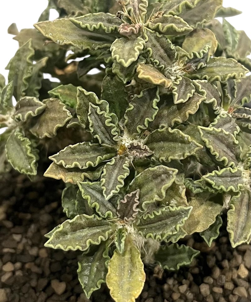 ユーフォルビア　トゥレアレンシス実生② 銅色短葉選抜苗 ユーフォルビア トゥレアレンシス実生② 銅色短葉選抜苗