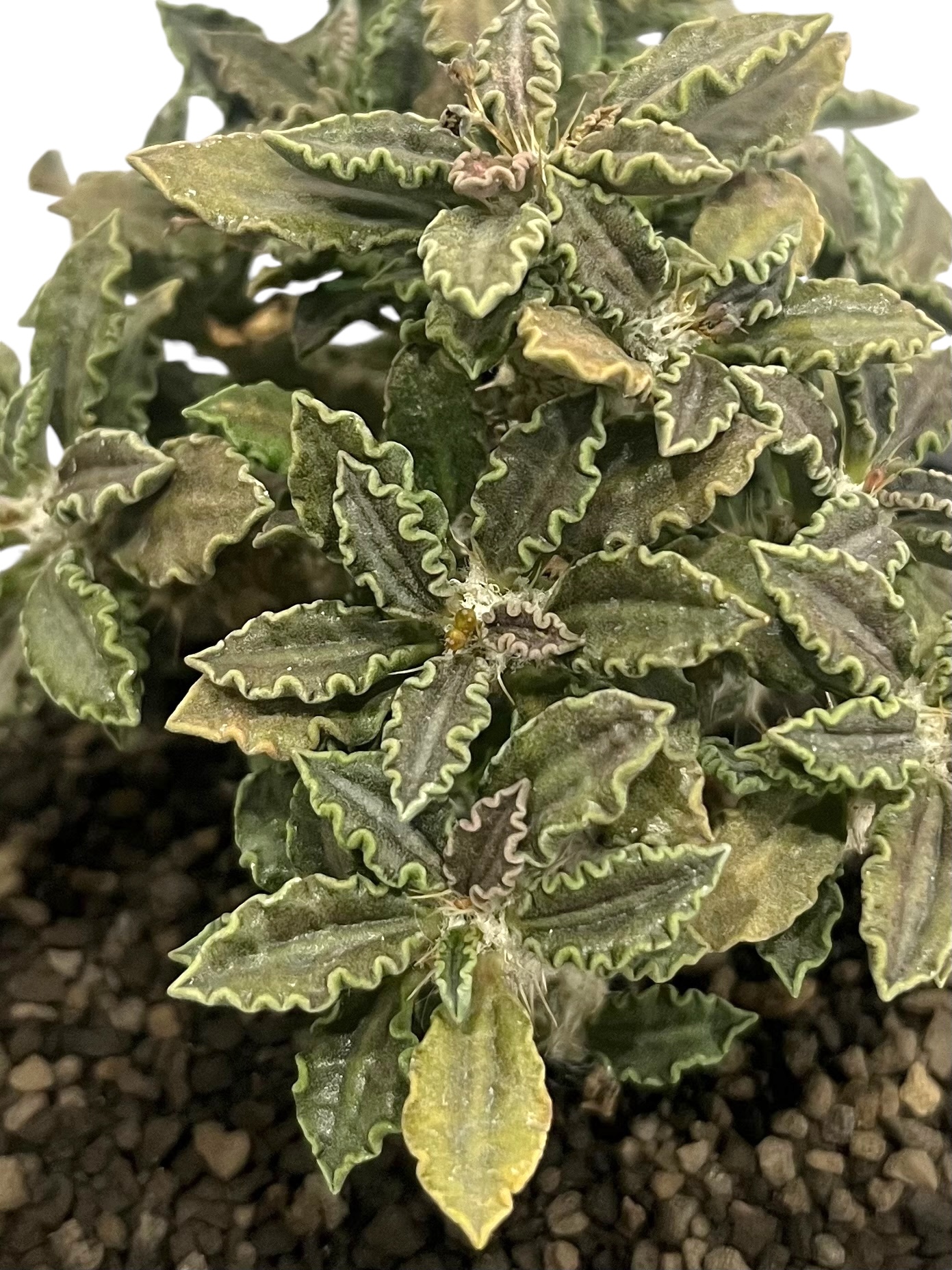 ユーフォルビア トゥレアレンシス　海外実生 ユーフォルビア トゥレアレンシス（実生苗）「 Euphorbia tulearensis