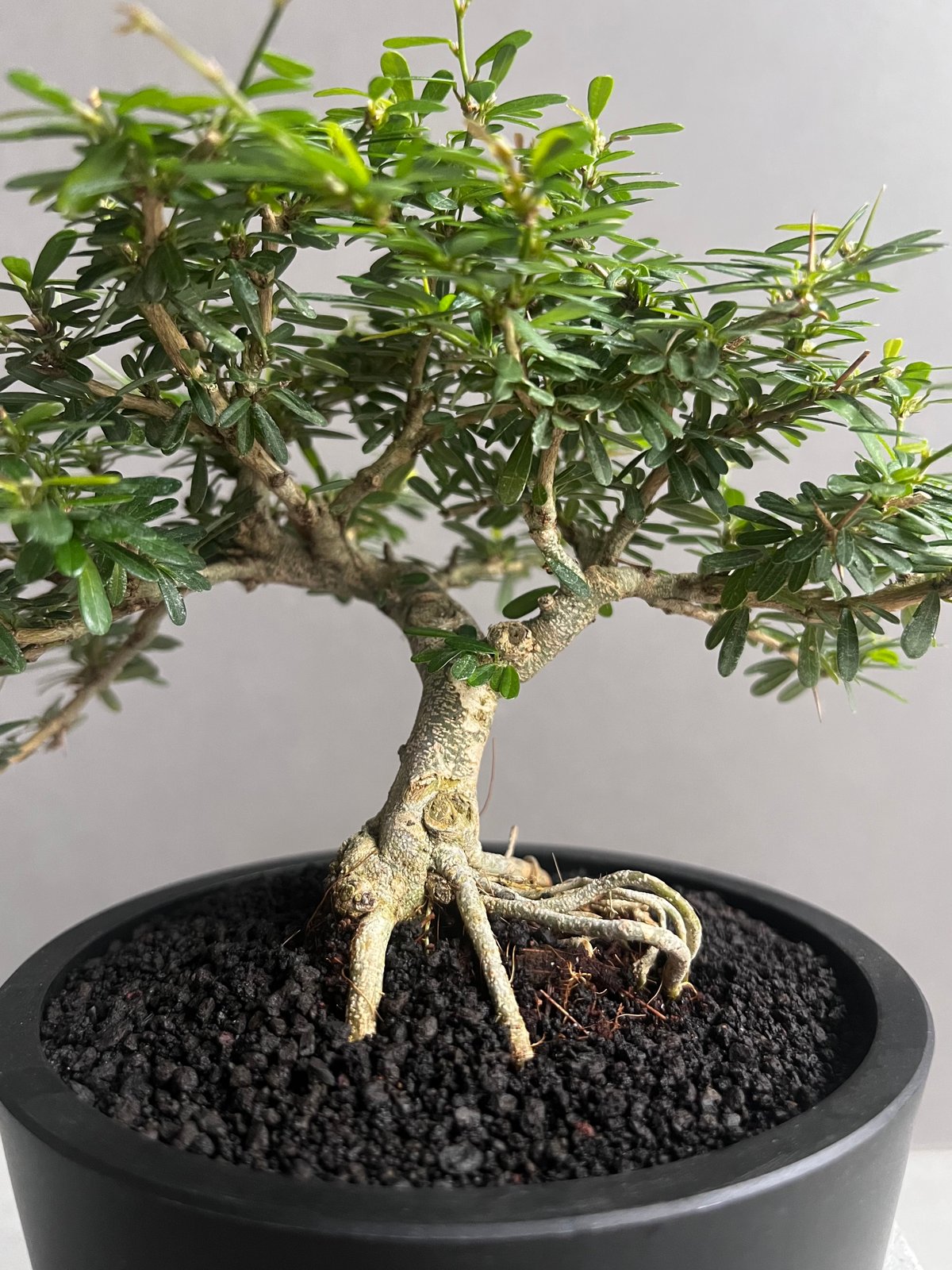 うち” 盆栽 「“UCHI” BONSAI 」76A | SHOUCHIKUEN