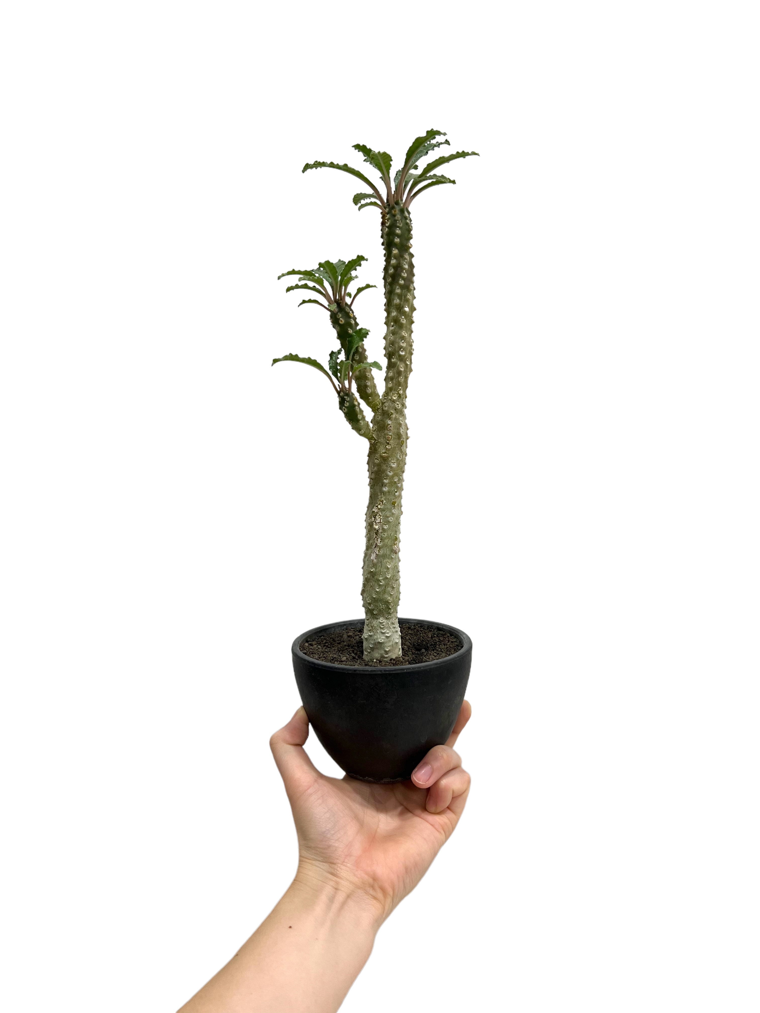 ドルステニア ラブラニー x ホルウッディ 「Dorstenia lavrani x horw