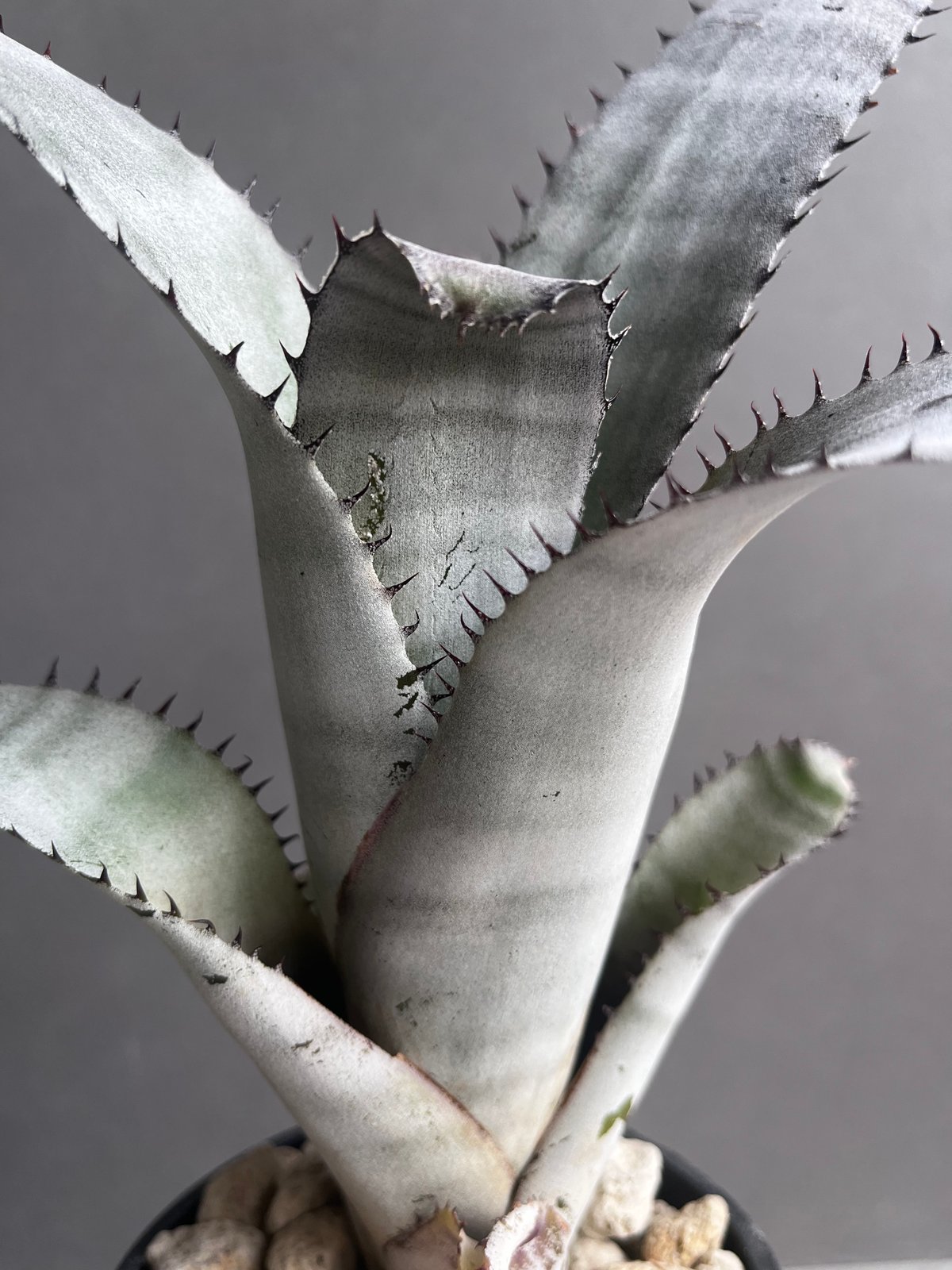 エクメア チャンティニー ホワイト 「Aechmea chantinii White」5Z |