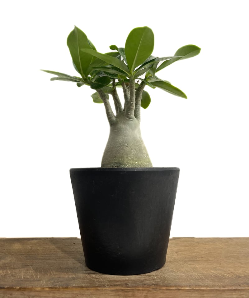 EMP アデニウム アラビカム 大サイズ 選抜 アデニウム アラビカム 選抜個体 「Adenium arabicum Best Select