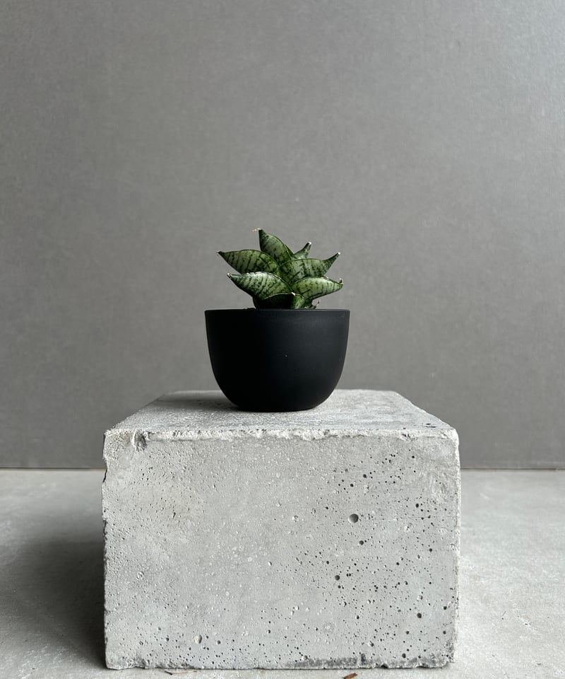 サンセベリア インフィニティ「Sansevieria Infinity 」57I | SHOU