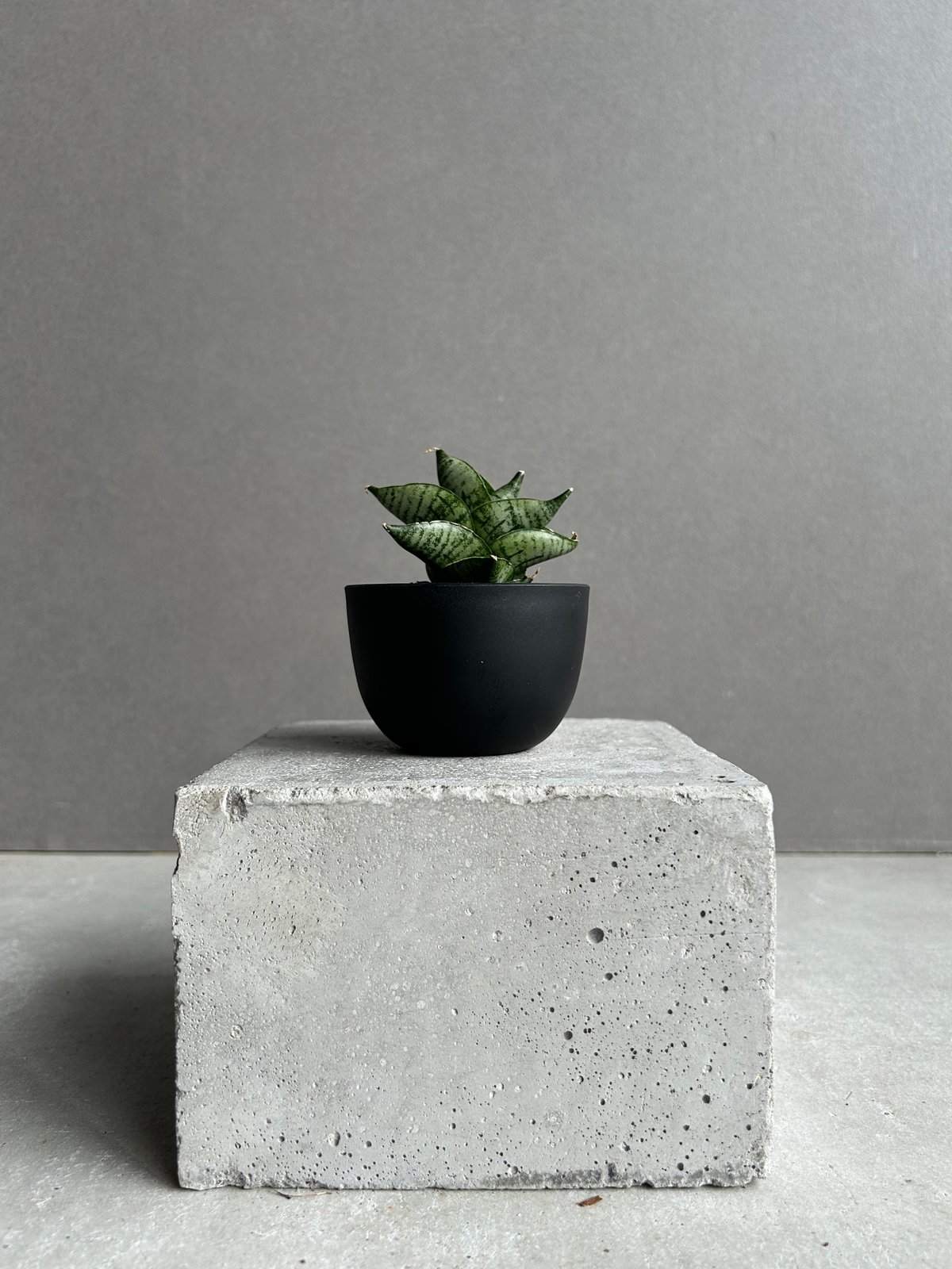 サンセベリア インフィニティ「Sansevieria Infinity 」57I | SHOU