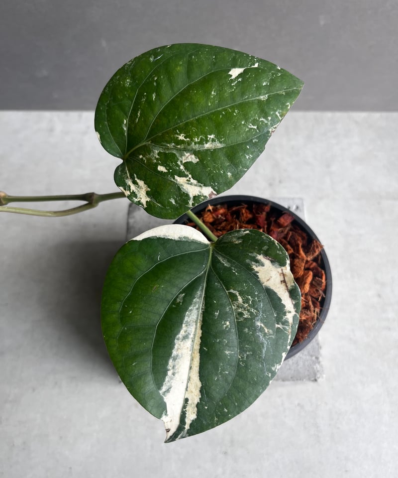 パイパー ニグラム 斑入 「Piper nigrum variegated」62Y | SHO