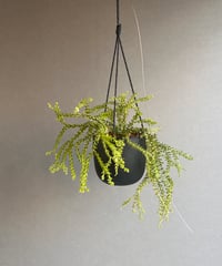 サンセベリア　ES849 サンセベリア ES.849 斑入「Sansevieria ES. 849 var.」 8/8