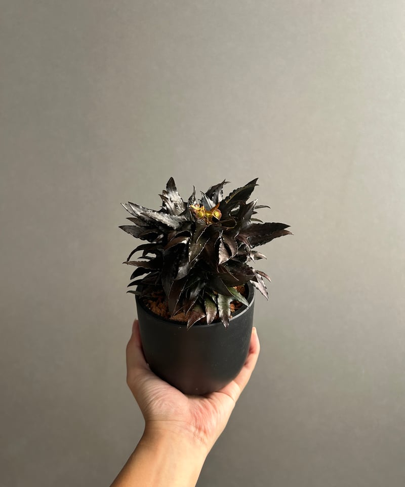 ユーフォルビア フランコイシー “エスプレッソ”「 Euphorbia