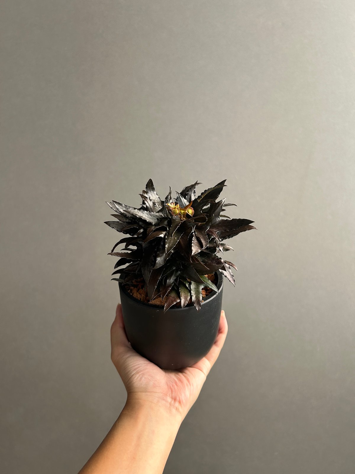 ユーフォルビア フランコイシー “エスプレッソ”「 Euphorbia 