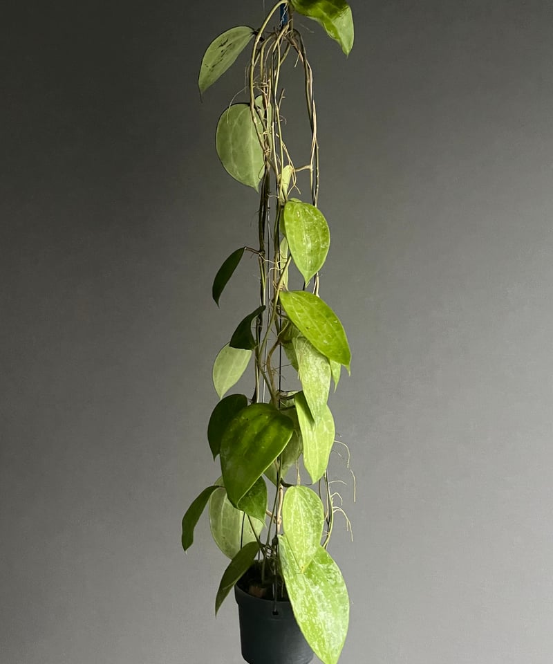 ホヤ マクロフィラ スノークイーン 「Hoya macrophylla Snow Queen