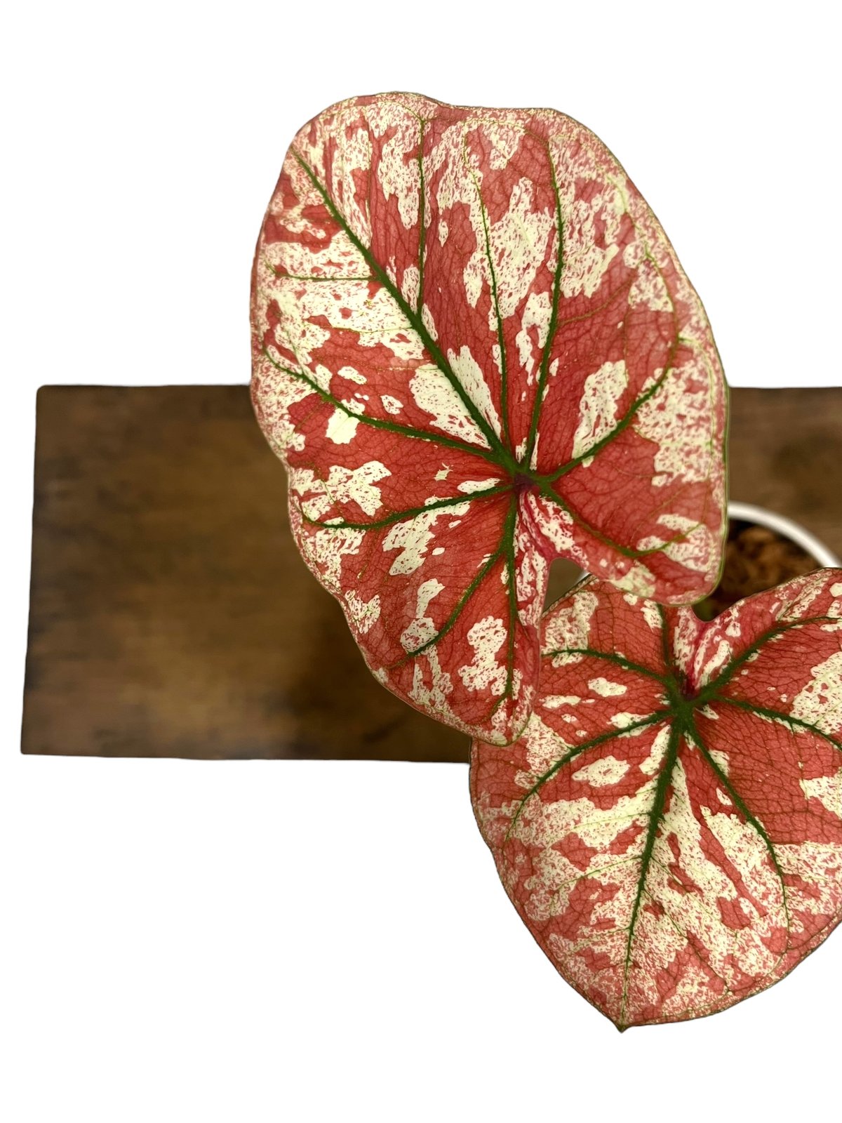 カラジューム ハイブリッド “選抜個体”「 Caladium Hybrid “Select”」