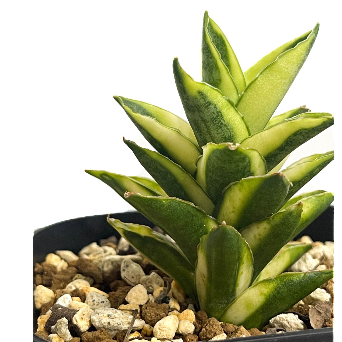 EMP サンセベリア パゴダ 仏塔 斑入り / SA358 サンスベリア パゴダ 斑入り 希少 Sansevieria Pagoda - メルカリ