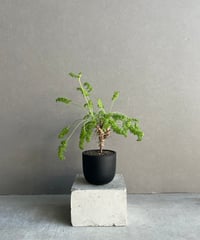 サンセベリア タワー 斑入り ハーフムーン「Sansevieria Tower Varieg