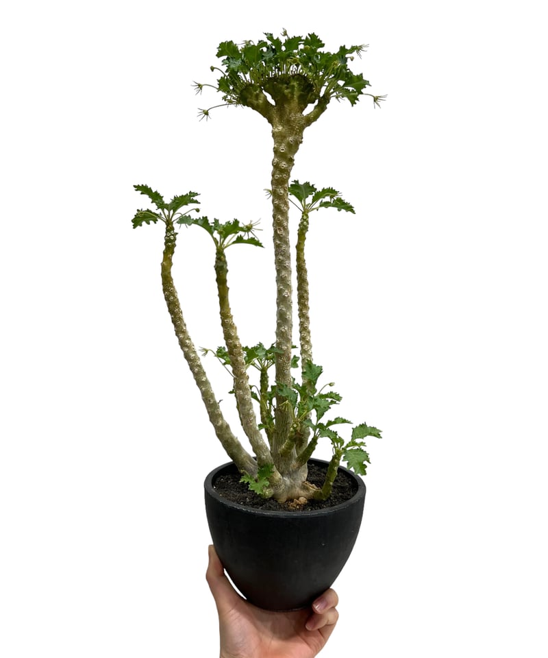 ドルステニア ジプソフィラ x ラブラニー 綴化 「Dorstenia gypsophila