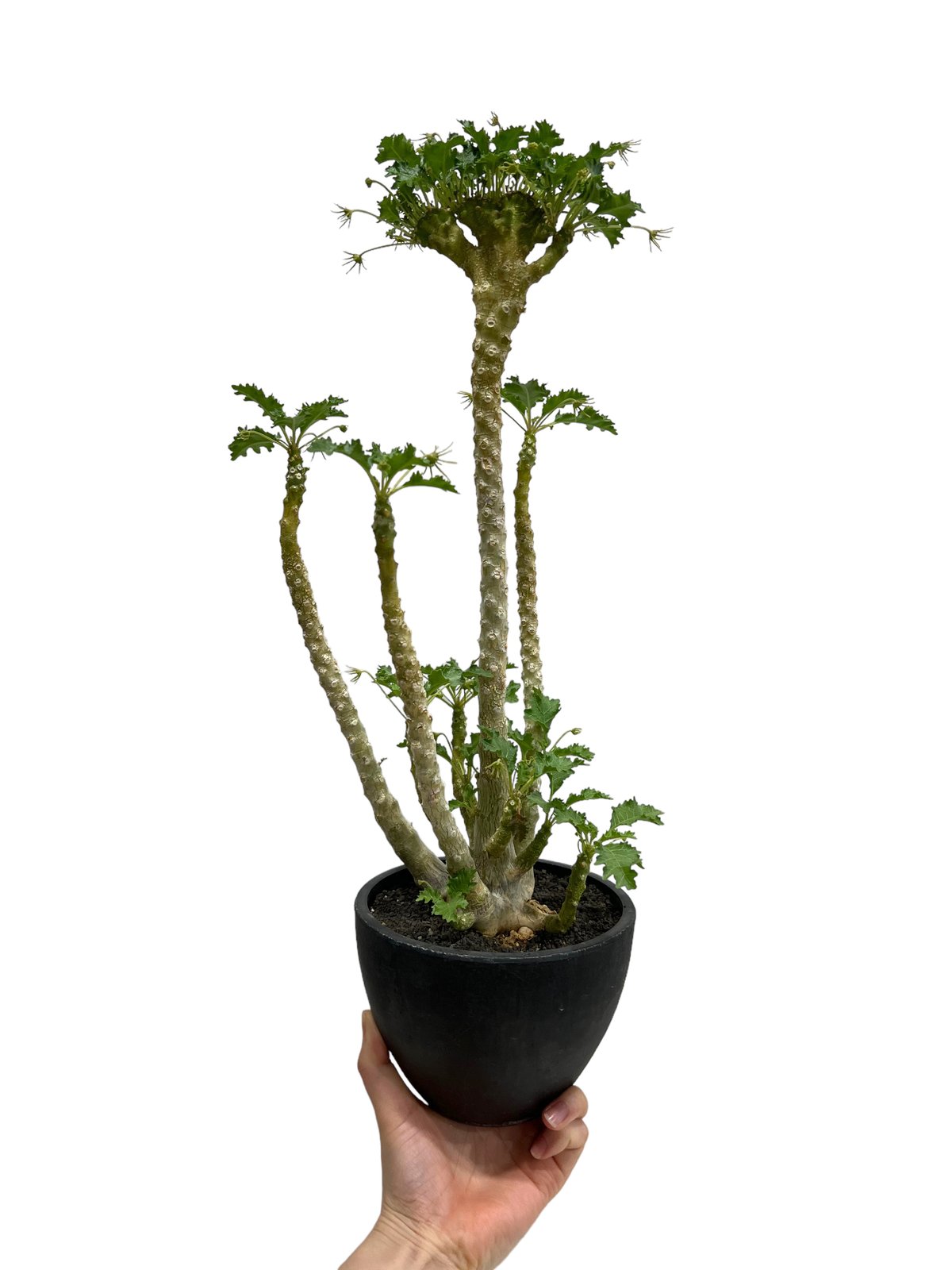 ドルステニア ジプソフィラ x ラブラニー 綴化 「Dorstenia gypsophila