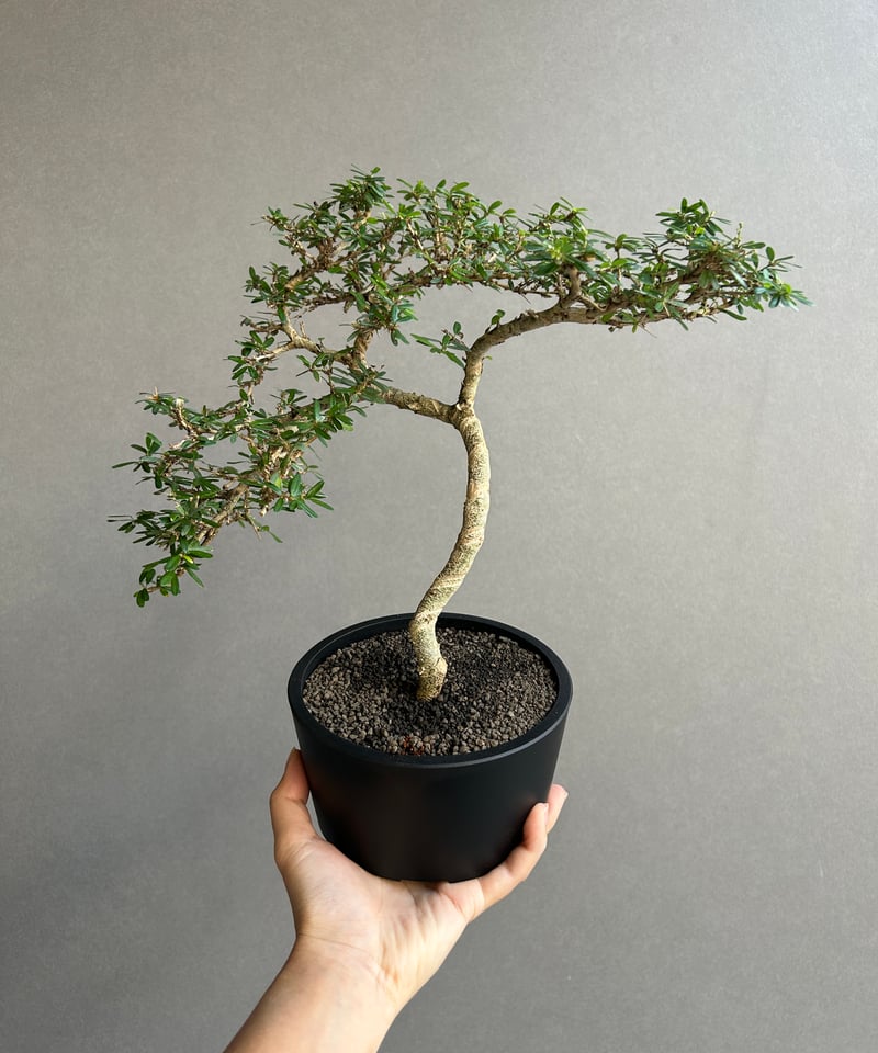 うち” 盆栽 「“UCHI” BONSAI 」63K | SHOUCHIKUEN
