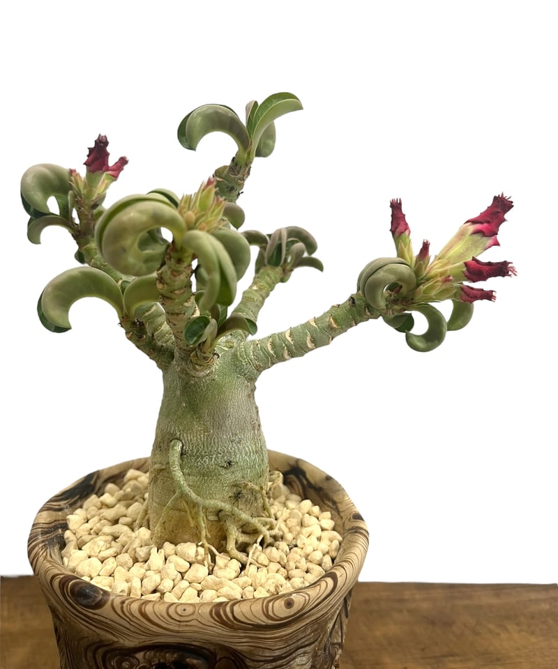 アデニウム メデューサD.H.A (獅子葉) + plantsmonsters pot 「Ad