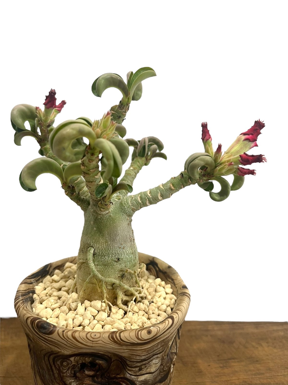 アデニウム メデューサD.H.A (獅子葉) + plantsmonsters pot 「Ad