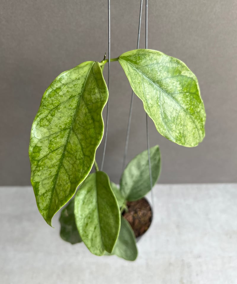 ホヤ コリアセア シルバー 「Hoya coriacea Silver」67S | SHOUC