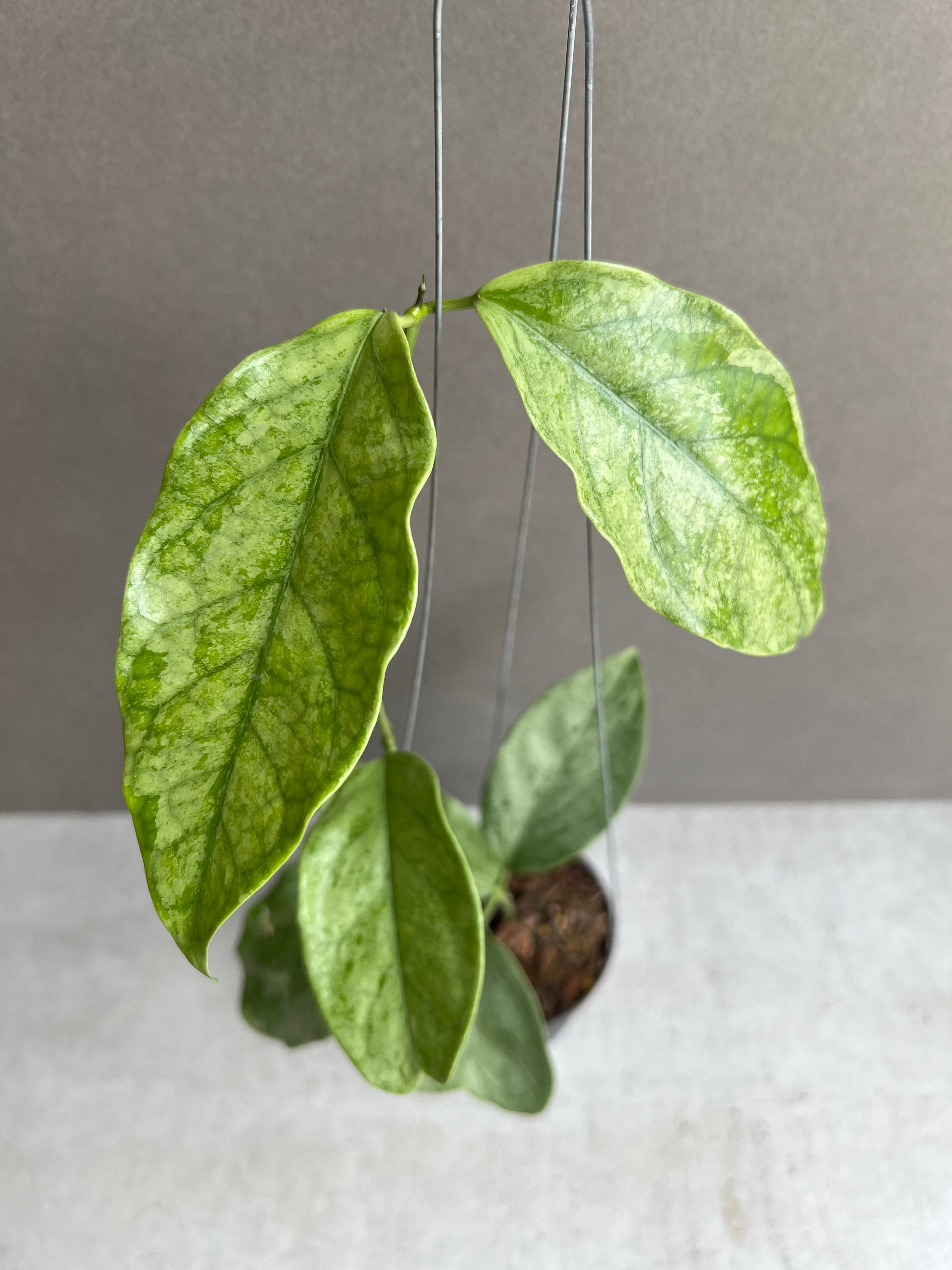 ホヤ コリアセア シルバー 「Hoya coriacea Silver」67S | SHOUC