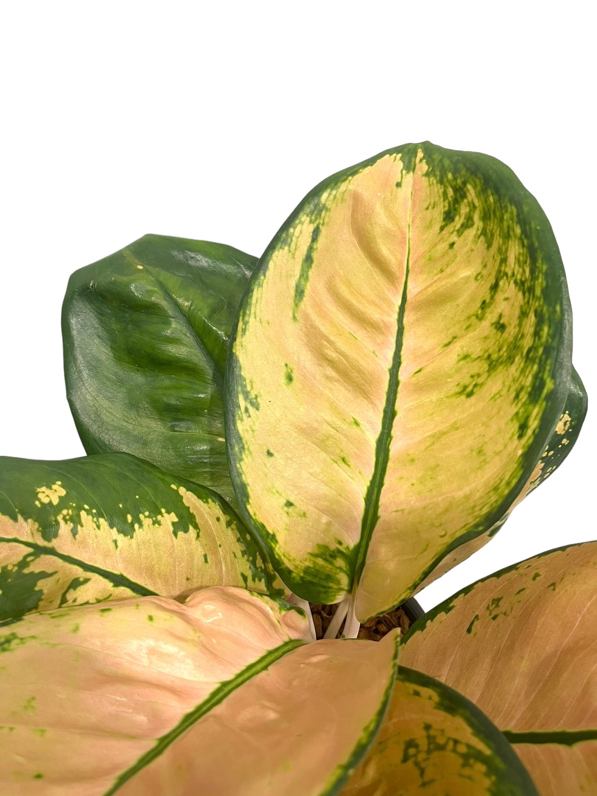 アグラオネマ スターバックス 「Aglaonema Starbucks 」34Q | SHO