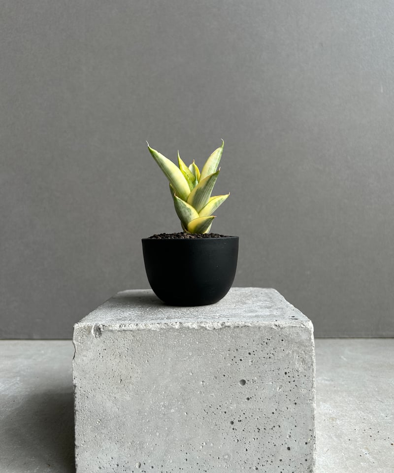 サンセベリア パゴダ 斑入 「Sansevieria Pagoda Variegated」 |