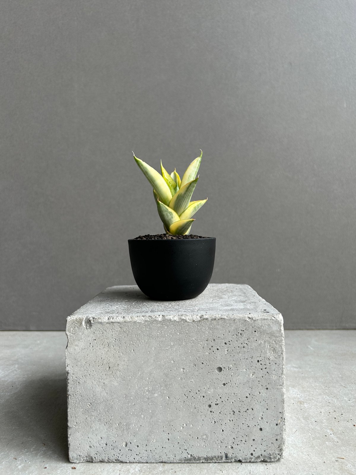 EMP サンセベリア パゴダ 仏塔 斑入り / SA358 EMP サンセベリア