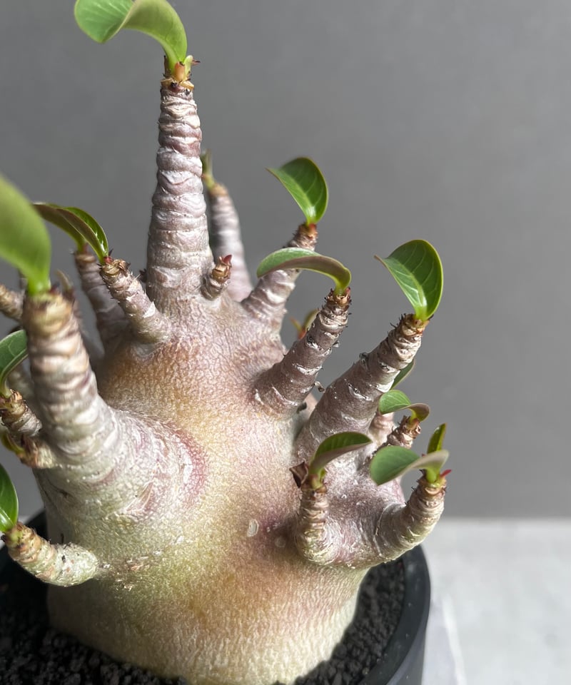 じぇむ アデニウム アラビカム スーパーレッド A-2 鉢植え アデニウム アラビカム スーパー ドワーフ “レッド” 「Adenium