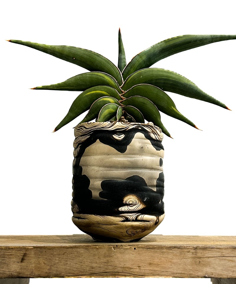 サンセベリア ロリダ 斑入り＋pmp 「Sansevieria rorida var.」11/