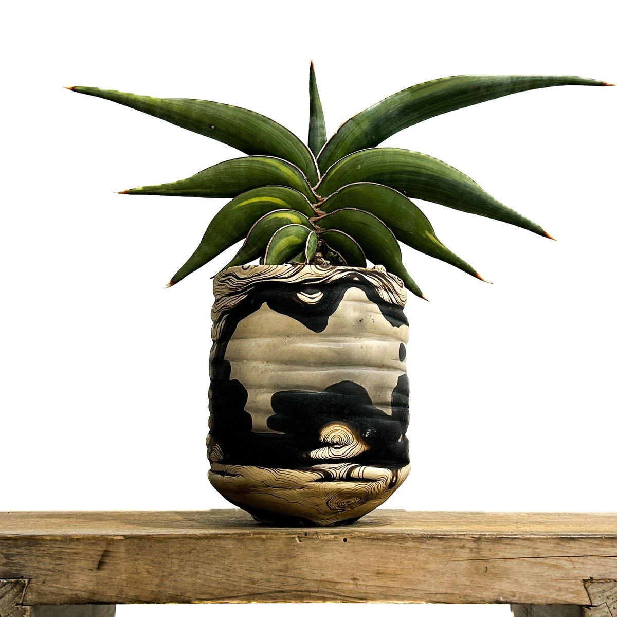 サンセベリア ロリダ 斑入り＋pmp 「Sansevieria rorida var.」11/
