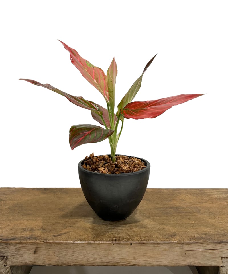 アグラオネマ レッド ベイン 「Aglaonema Red Vein」40S | SHOUCH