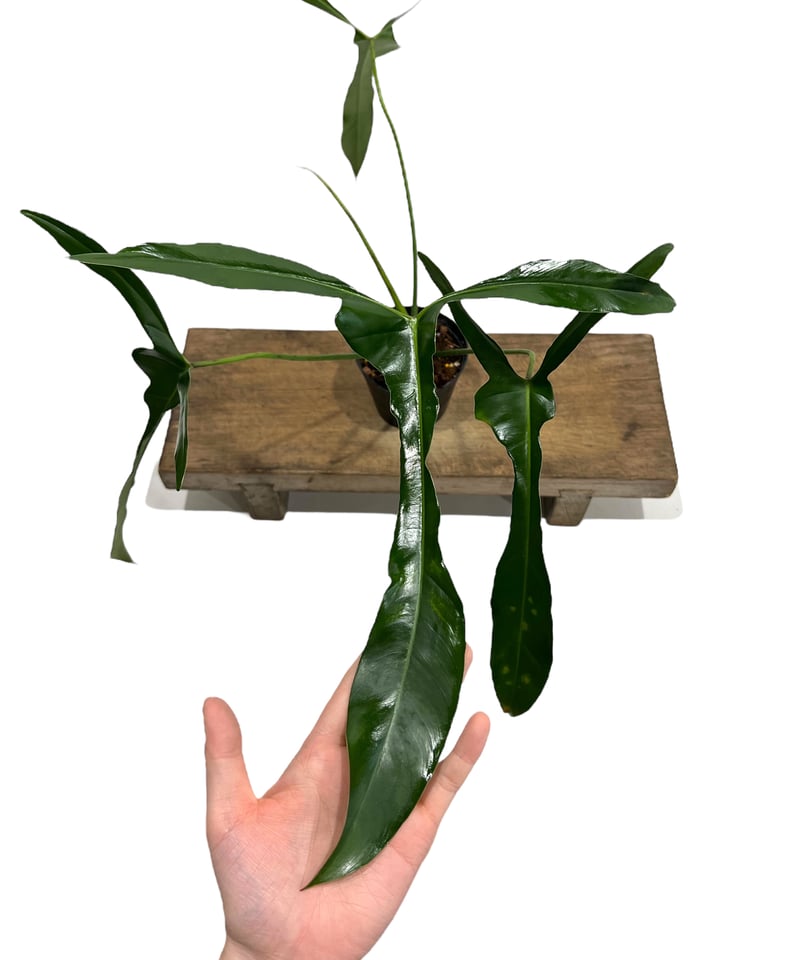 フィロデンドロン ロンギロバトム 'レラノ ミヤノ'「 Philodendron