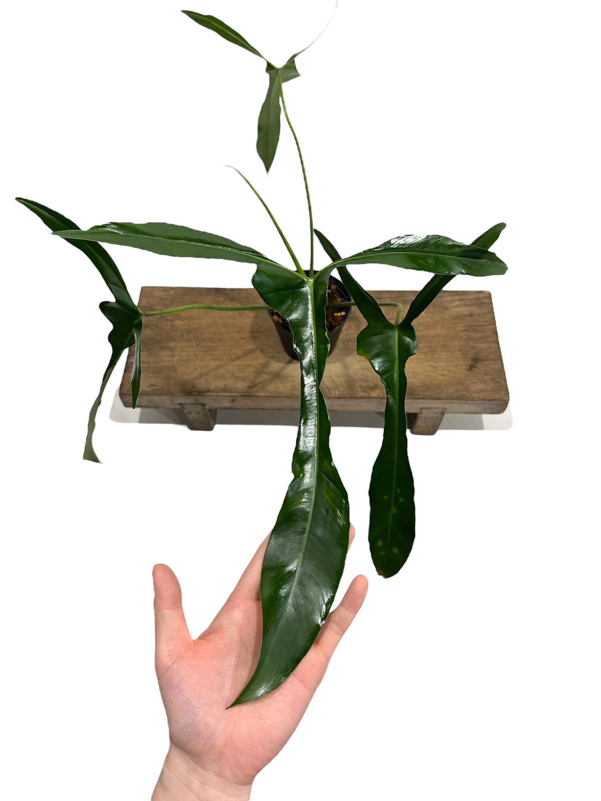 フィロデンドロン ロンギロバトム 'レラノ ミヤノ