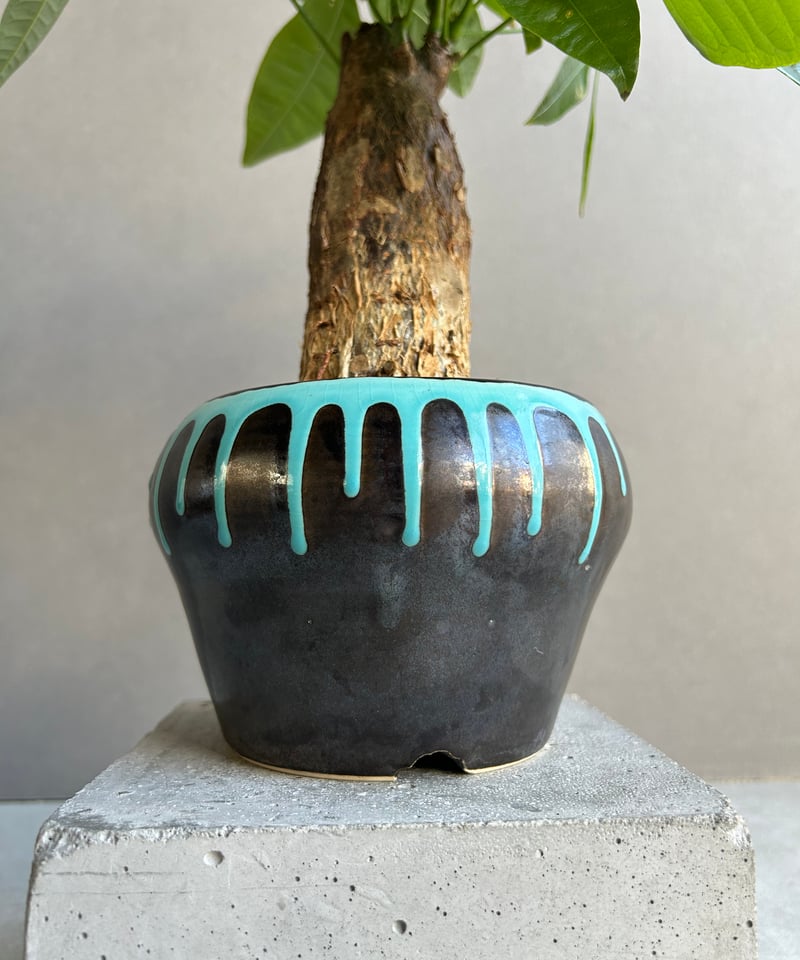 パキラ “選抜個体” + YON-HACHI 「Pachira “Select”」47M |