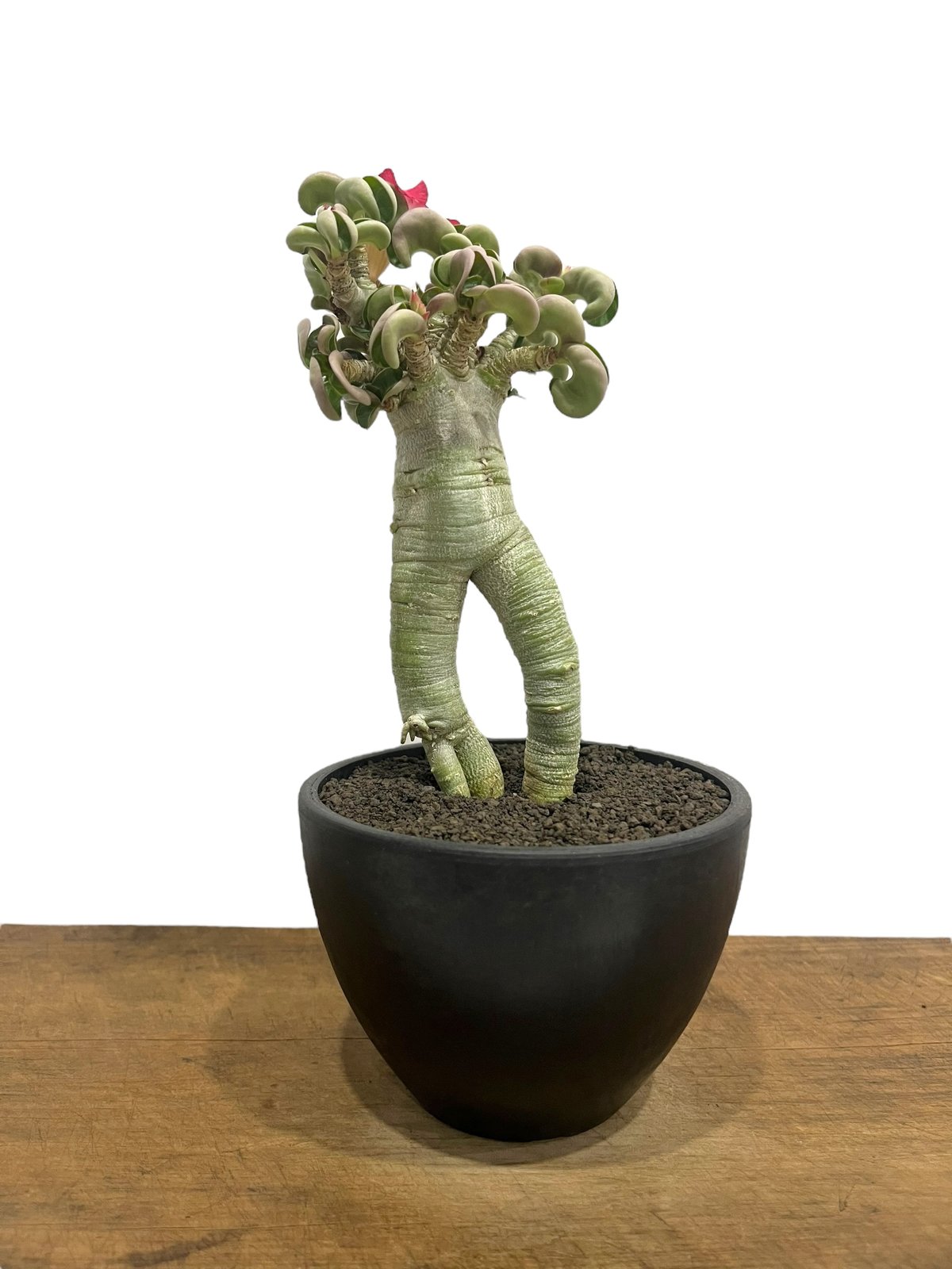 アデニウム D.H.A （獅子葉）”選抜個体' 「Adenium D.H.A (Dorset