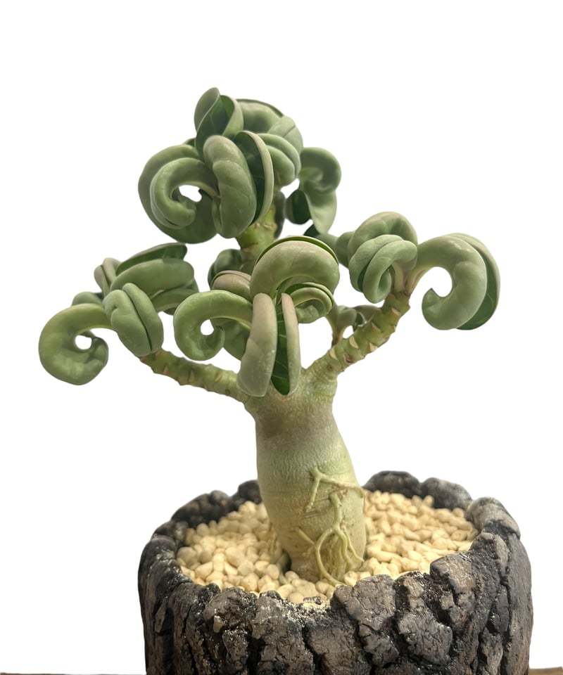 アデニウム メデューサD.H.A (獅子葉) + plantsmonsters pot 「Ad アデニウム メデューサD.H.A (獅子葉) + plantsmonsters pot 「Ad