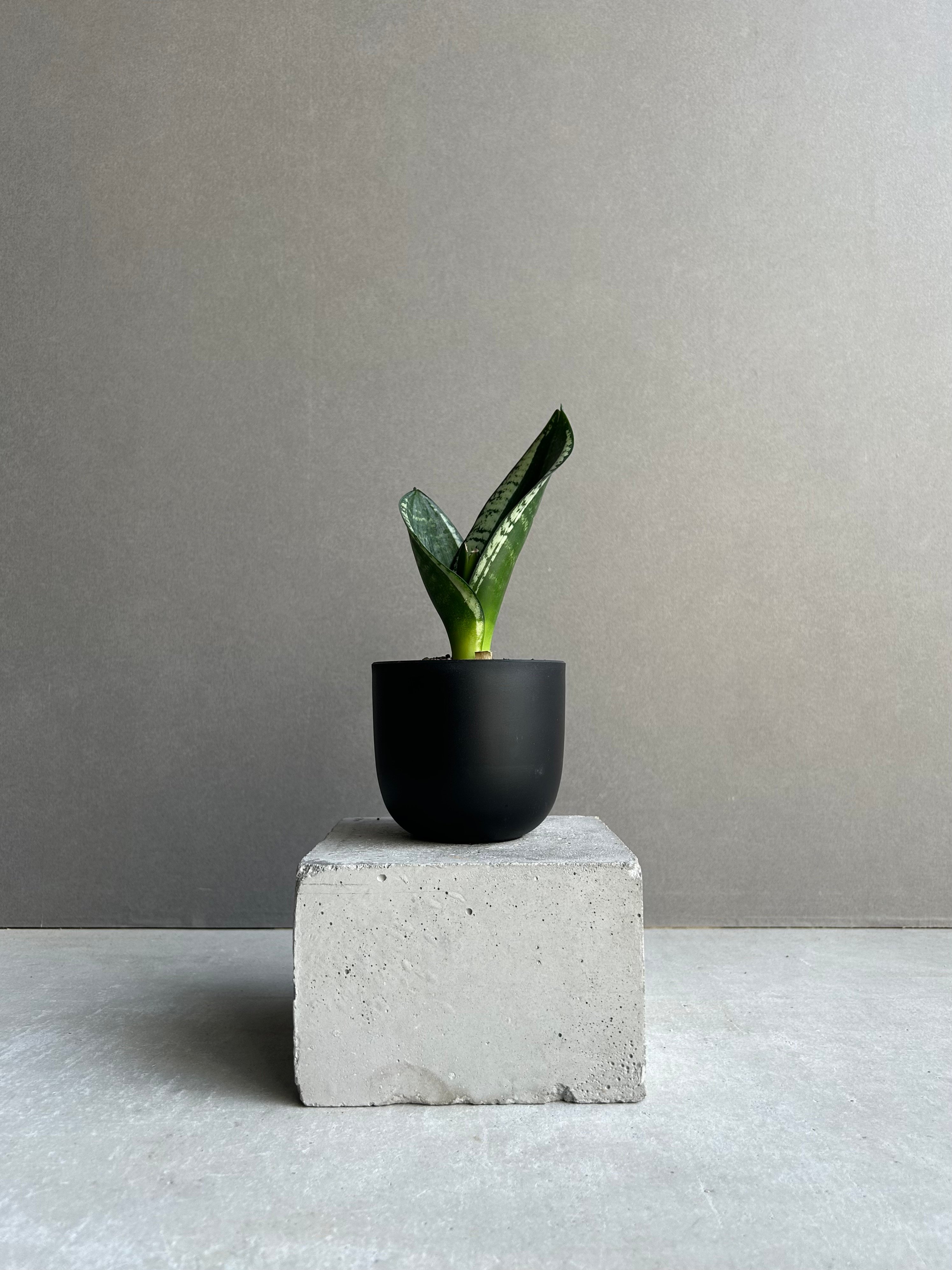 サンセベリア シルバー フレーム「Sansevieria Silver Flame 」91L