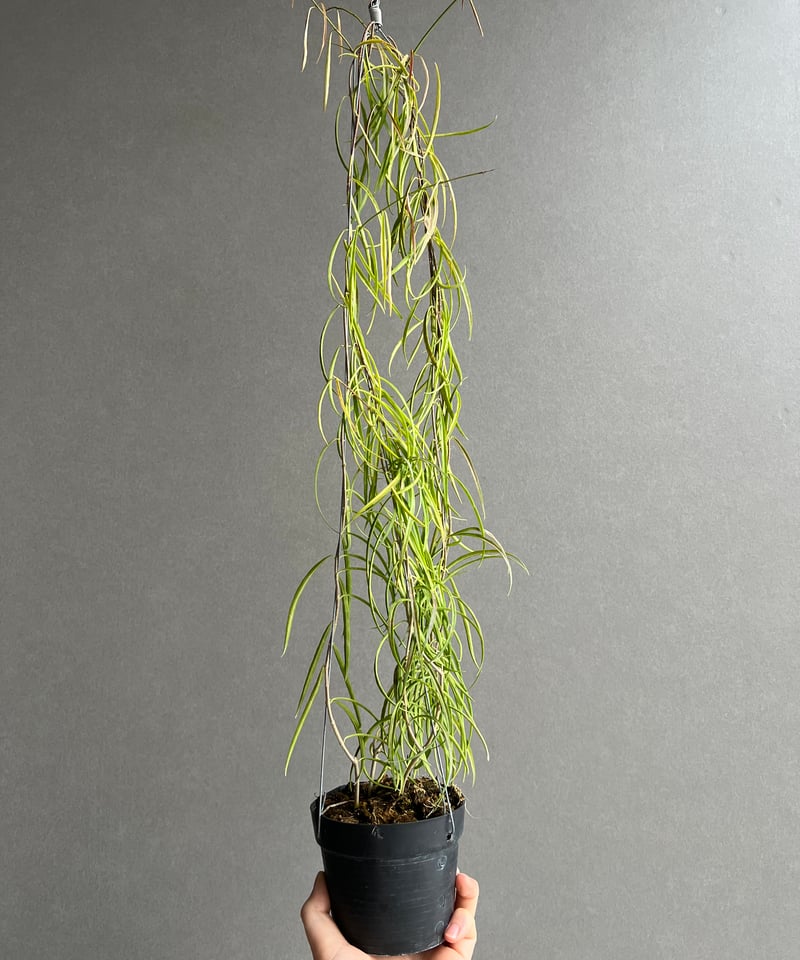 ホヤ ステノフィラ 」Hoya stemophylla」73M | SHOUCHIKUEN