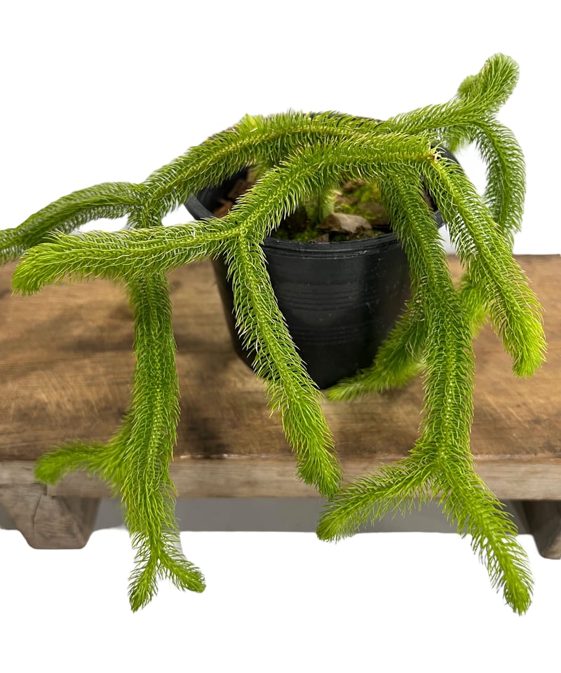 フぺルジア スクアローサ ヴェルチクラ 「Huperzia squarrosa verticu