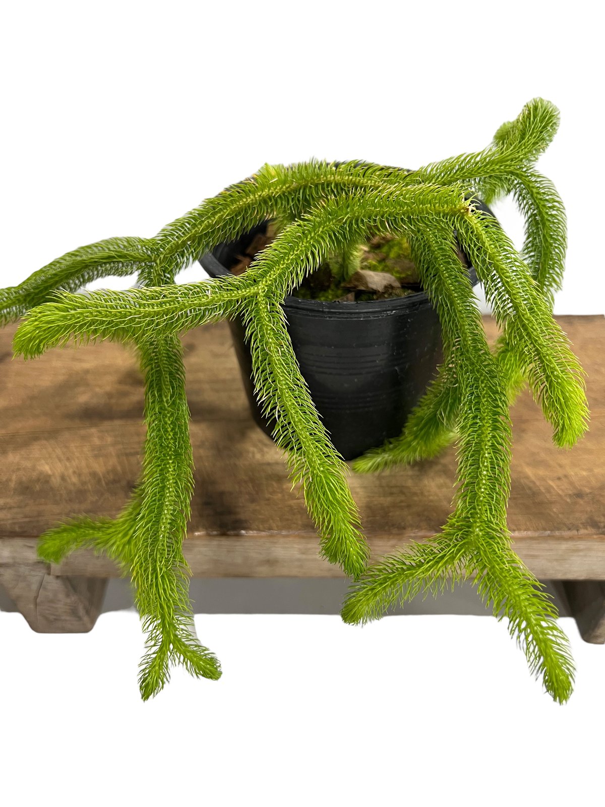 フぺルジア スクアローサ ヴェルチクラ 「Huperzia squarrosa verticu