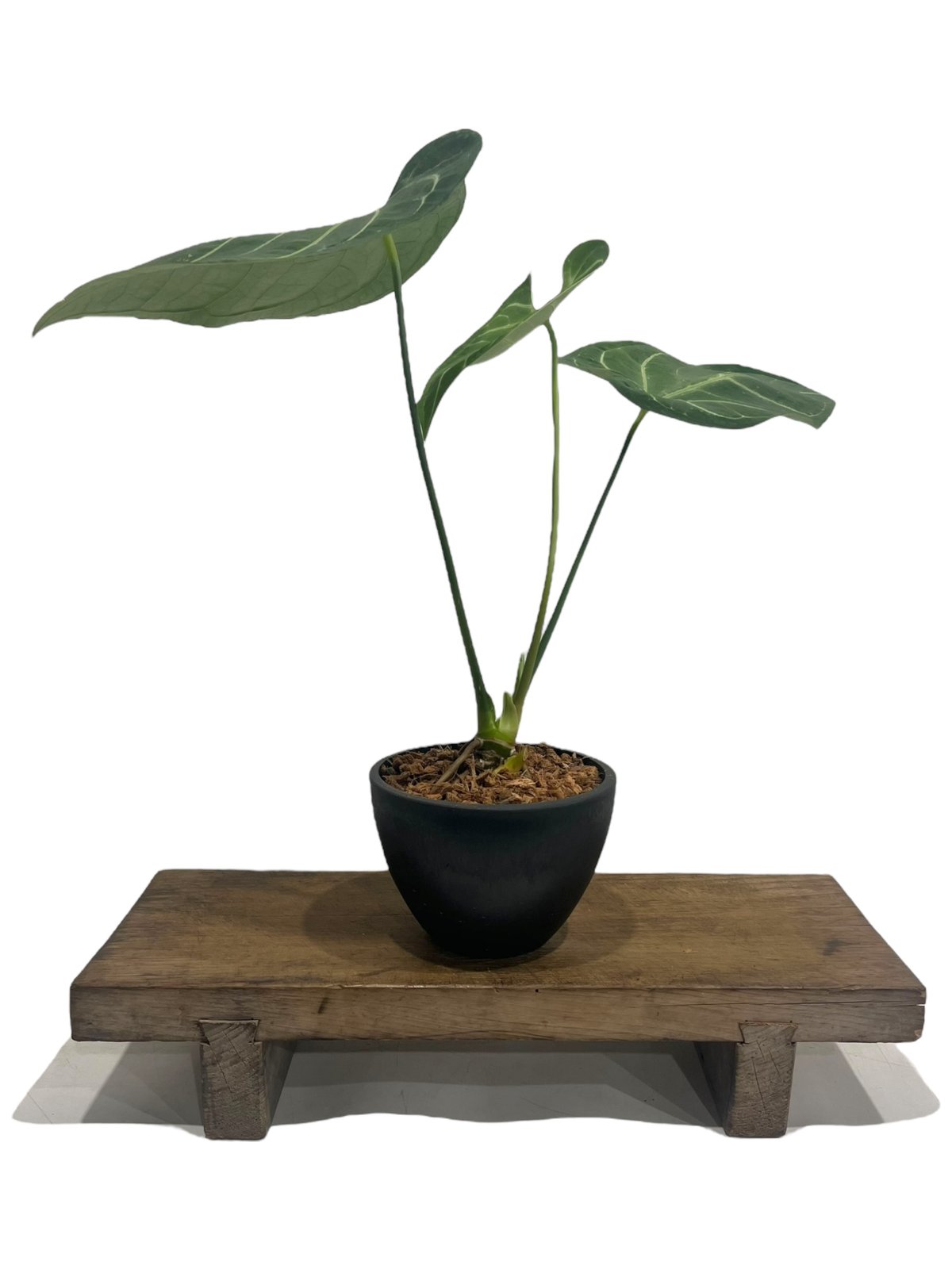 Anthurium regale (ペルー産ダーク個体)