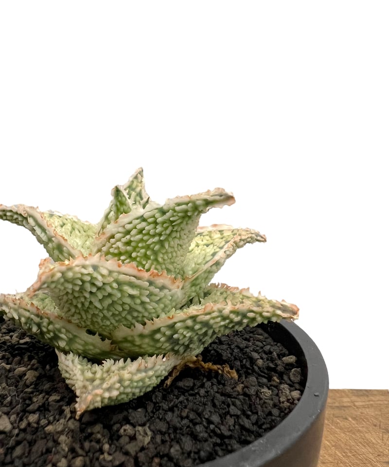 大*地様 アロエハイブリッド　実生(選抜個体) 大*地様 アロエハイブリッド 実生(選抜個体) アロエ ハイブリッド