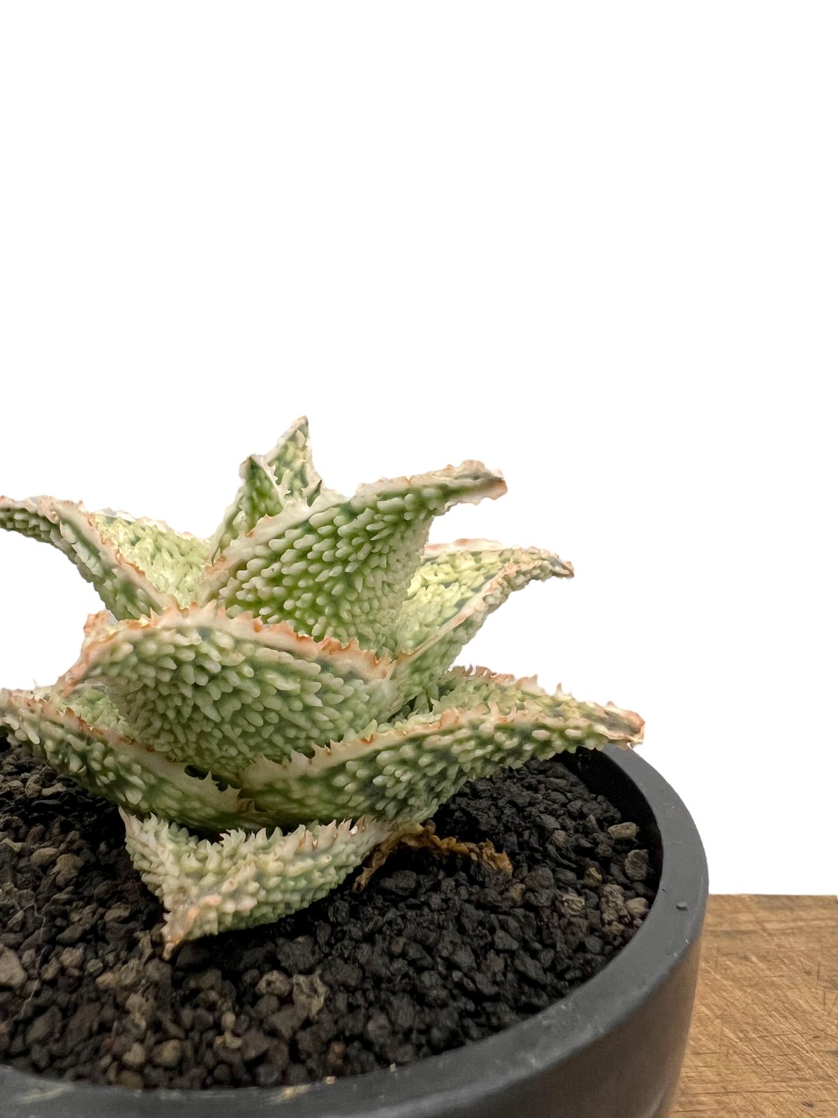 大*地様 アロエハイブリッド　実生(選抜個体) アロエ：DWアロエ ハイブリッド実生選抜株 繁殖苗NO.9 3.5号