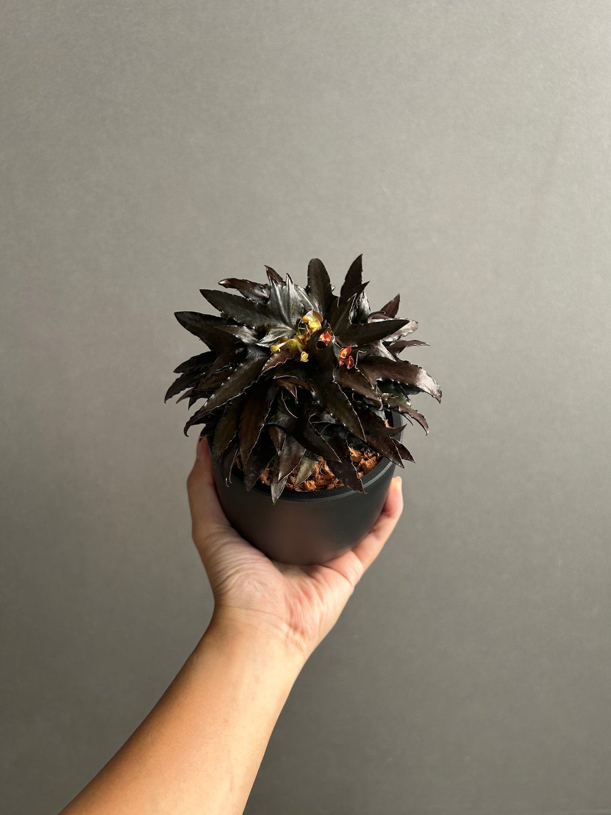 ユーフォルビア　フランコイシー　エスプレッソ ユーフォルビア フランコイシー “エスプレッソ”「 Euphorbia