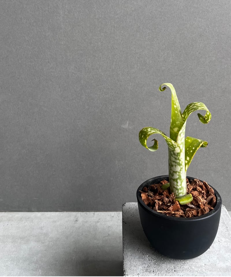ビルベルギア レプトポーダ 「Billbergia leptopoda」33E | SHOUC