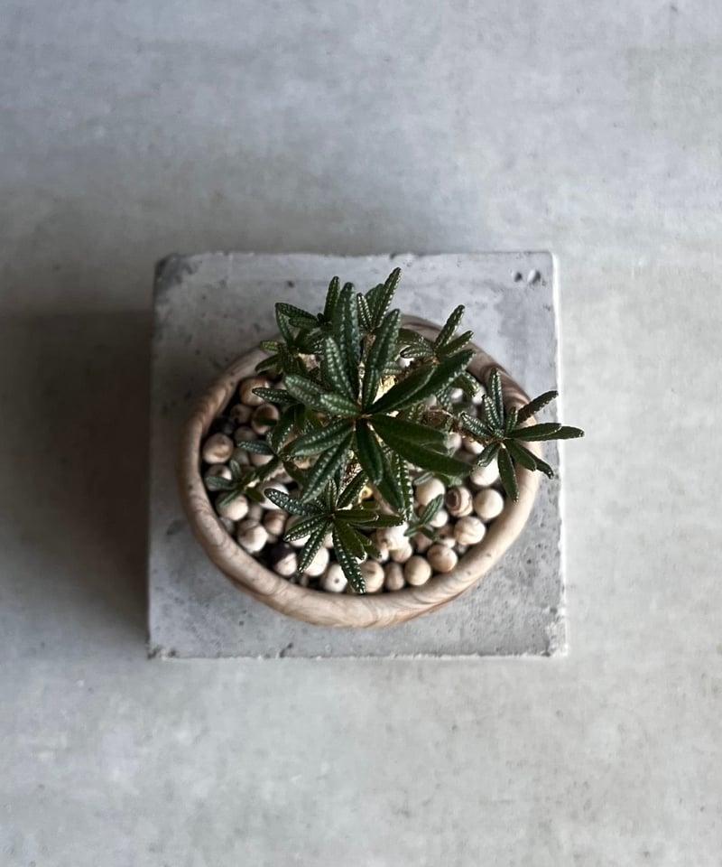 ドルステニア ギガス ブラータ+ plantsmonsters pot 「Dorstenia