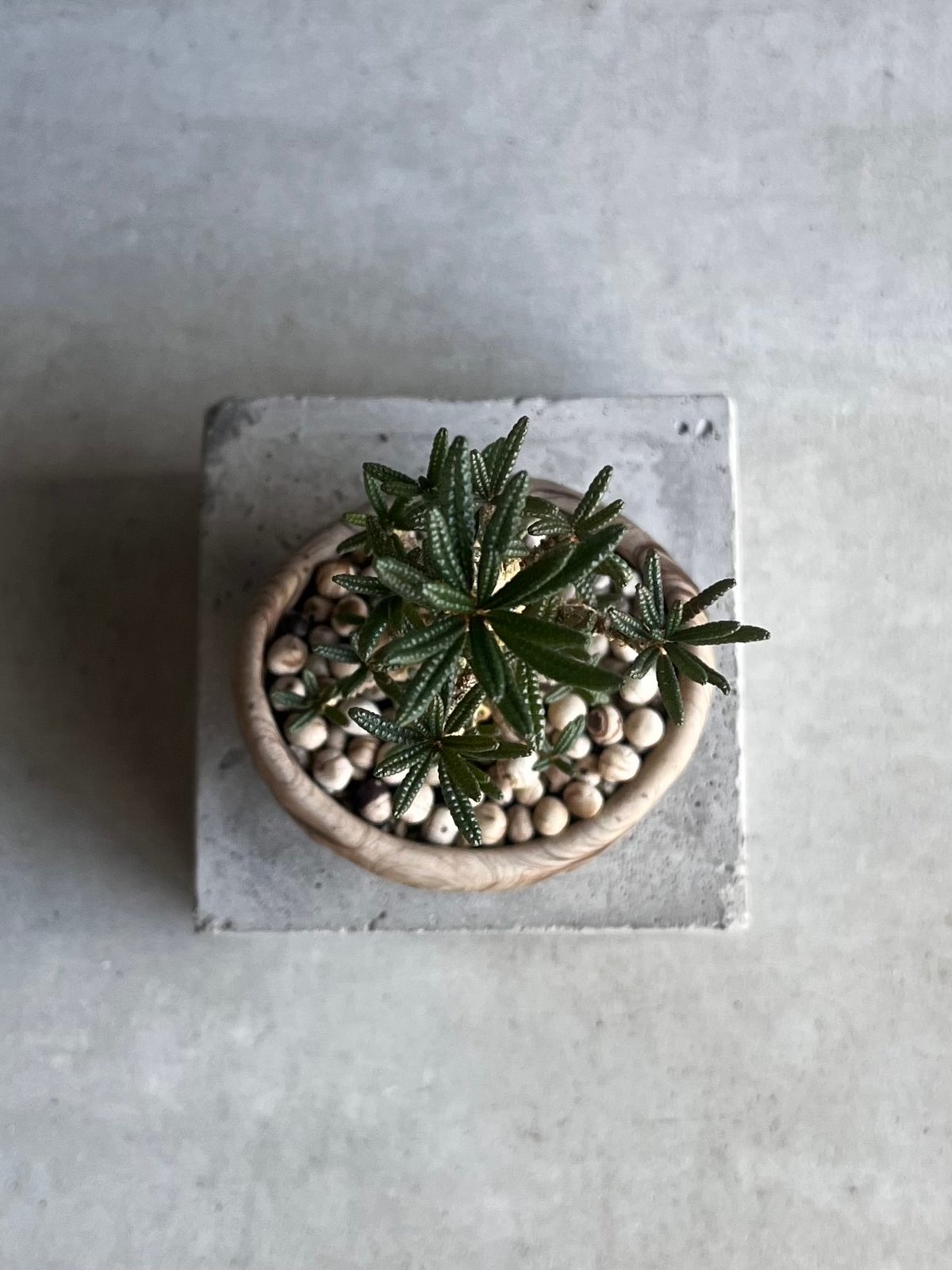 ドルステニア ギガス ブラータ+ plantsmonsters pot 「Dorstenia