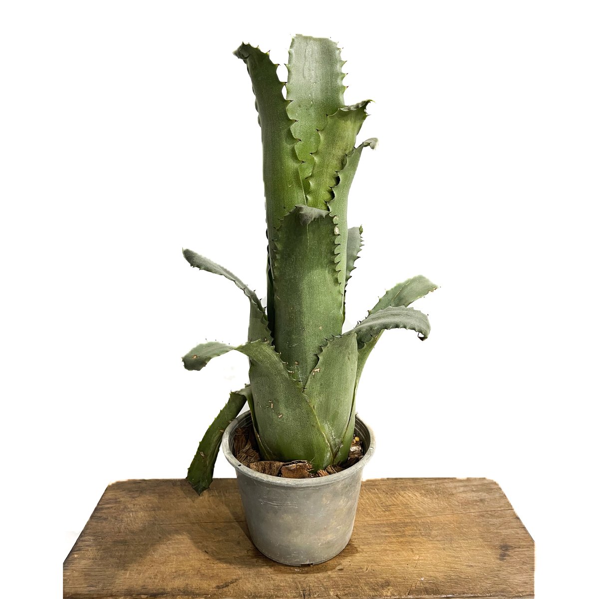 ホヘンベルギア sp. 357「Hohenbergia sp. 357」 5/24-619